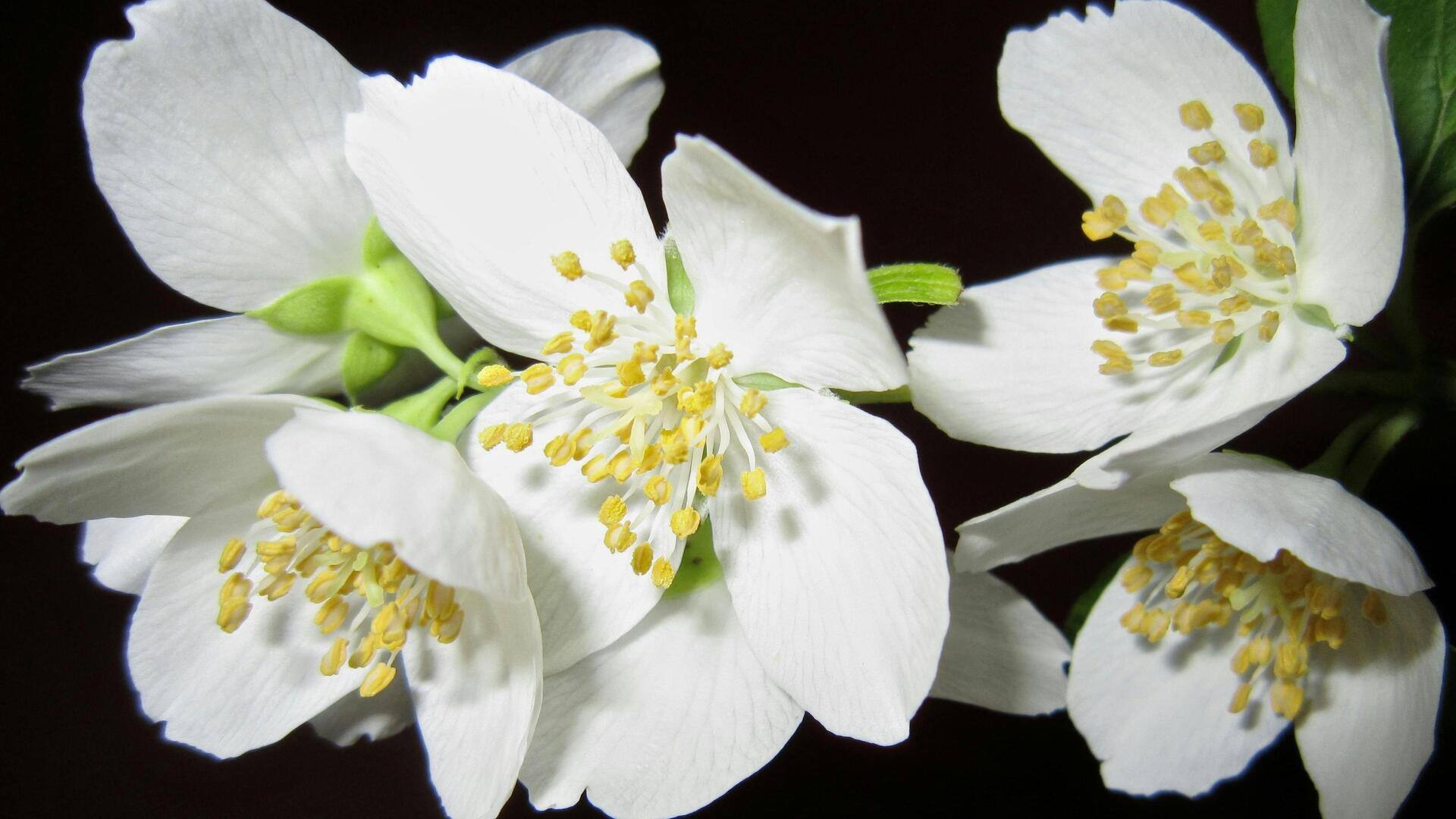 5 Trik Sukses Menumbuhkan Melati Malam