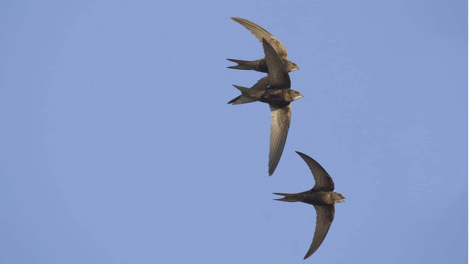 Pola dan Rahasia Migrasi Swift dalam Perjalanan Jarak Jauh