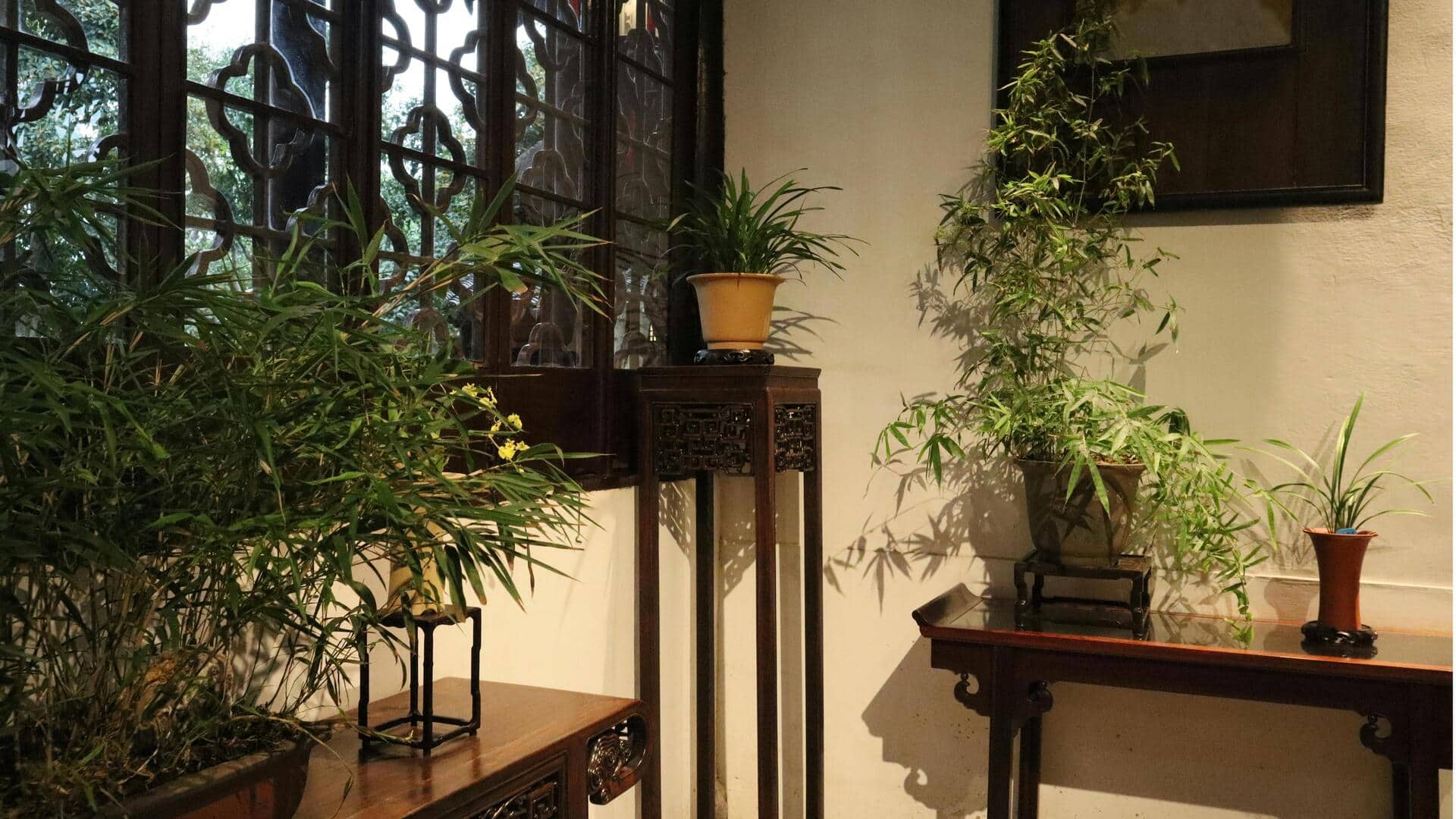 Cara Unik Menanam Bambu di Dalam Ruangan