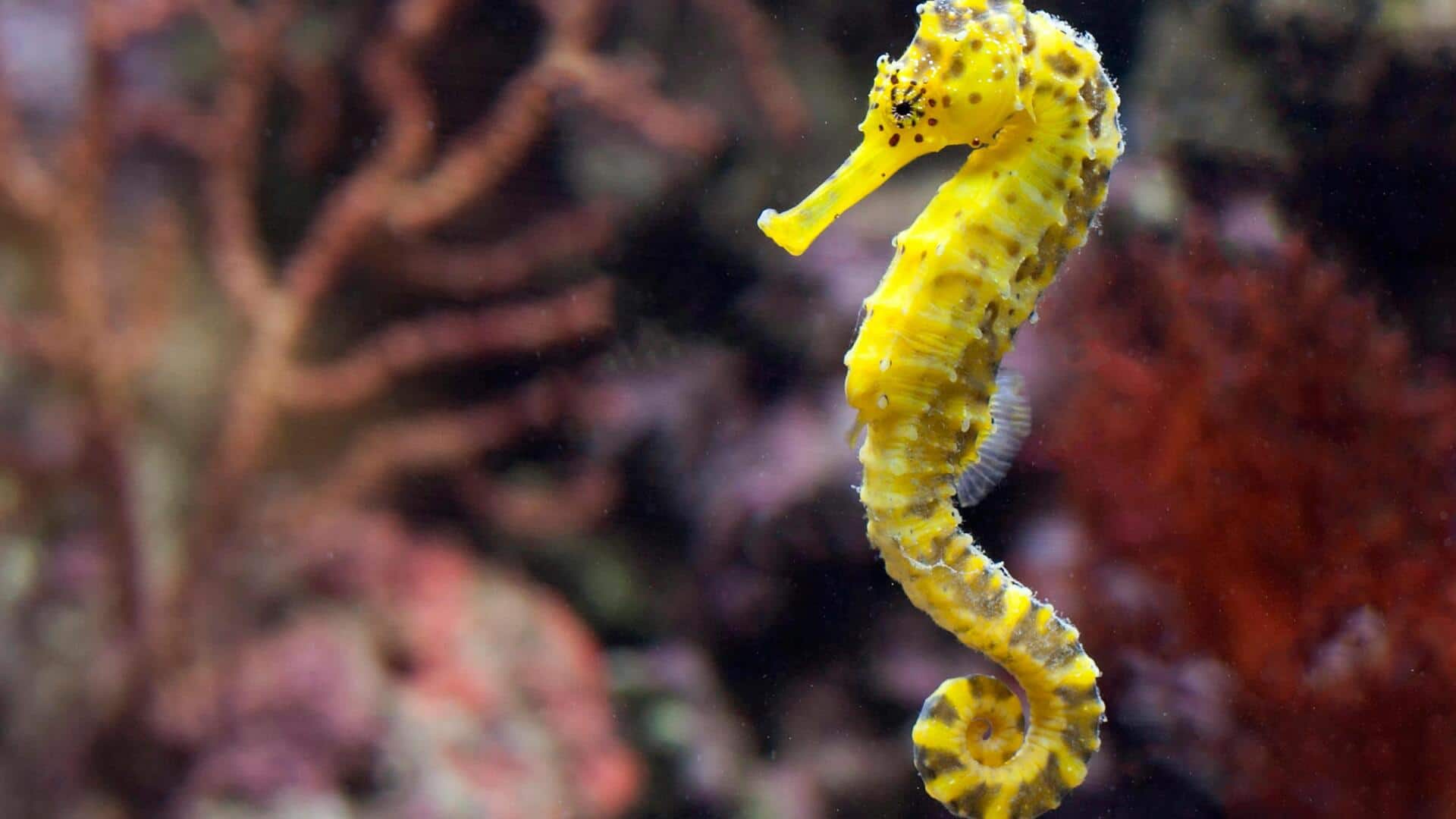 Fakta menarik tentang ekor kuda laut Fakta menarik tentang ekor kuda laut