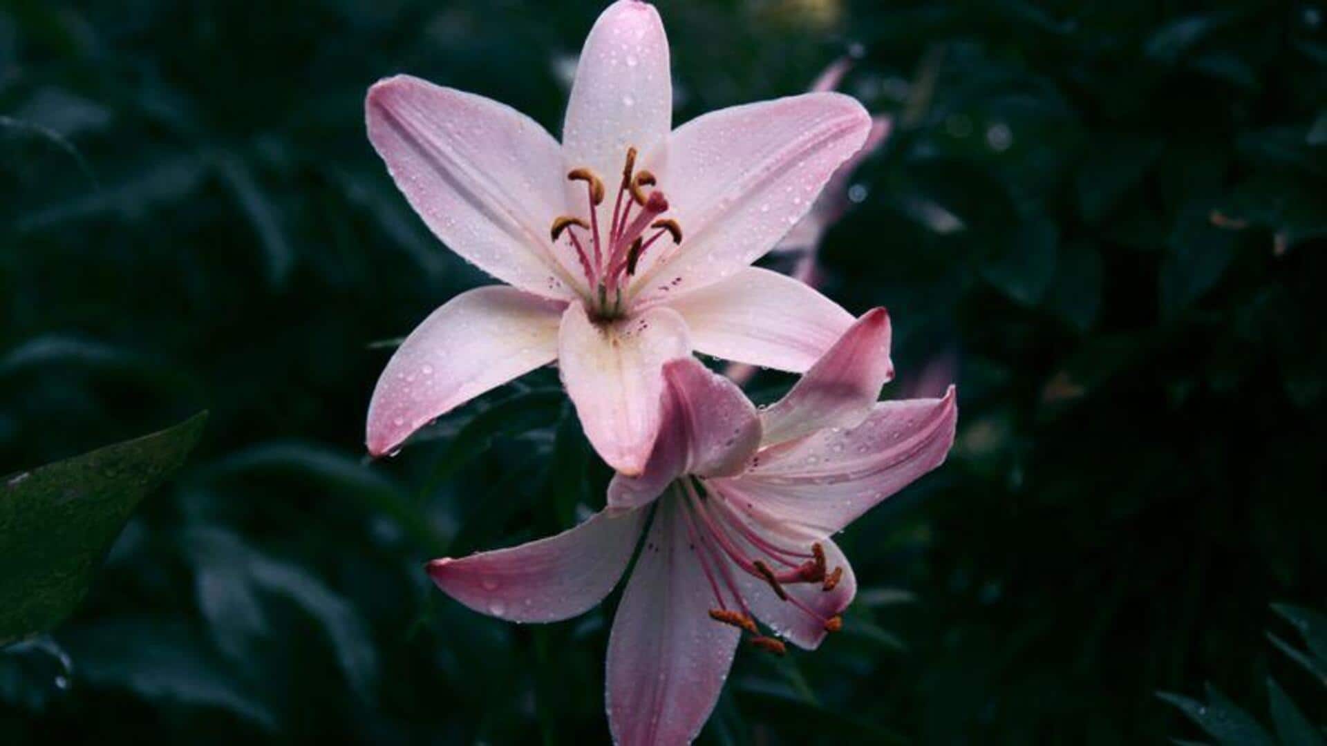 Rahasia Sukses Menanam Lily di Dalam Ruangan