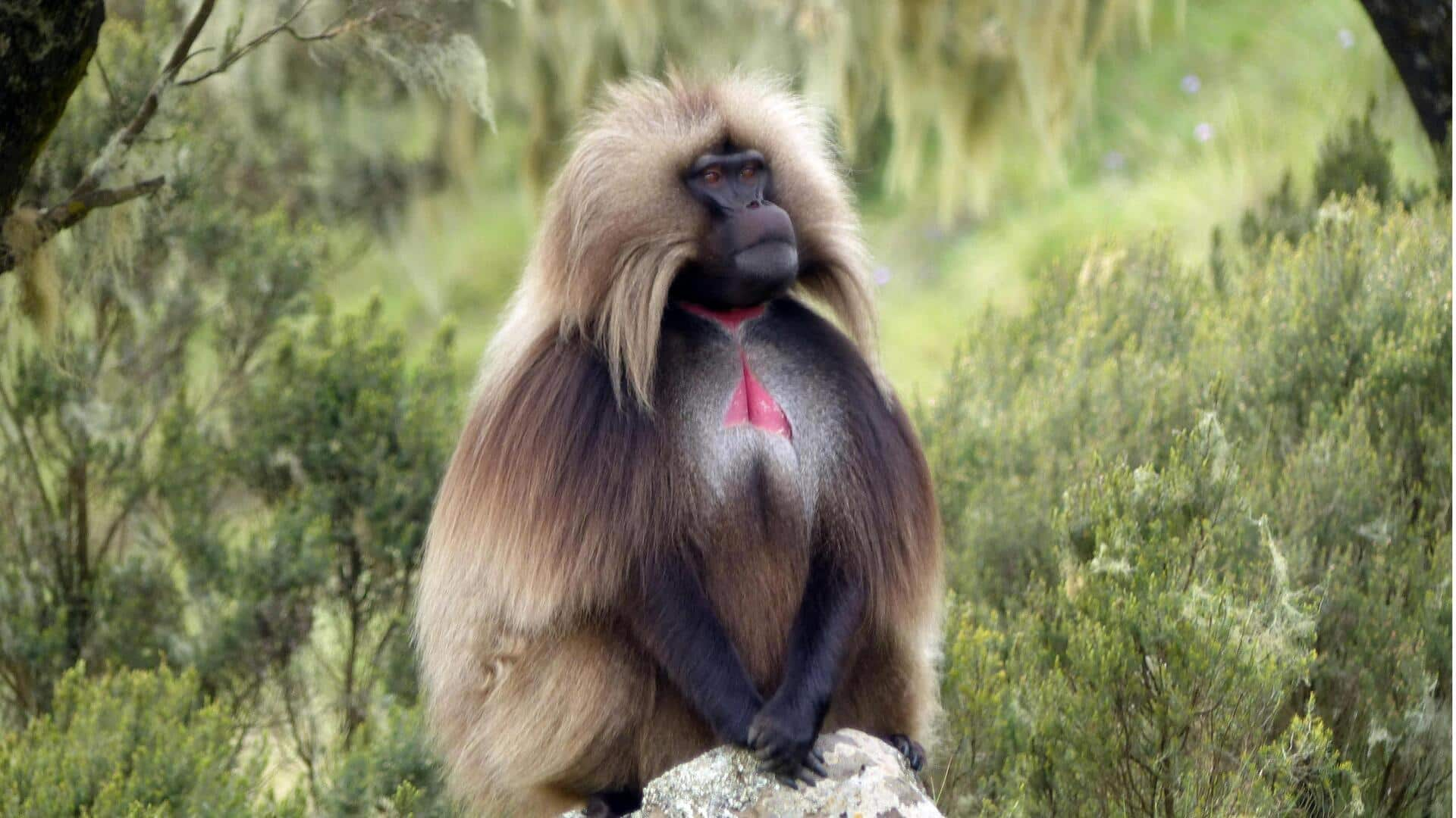 Mengamati Monyet Gelada di Pegunungan Simien, Ethiopia