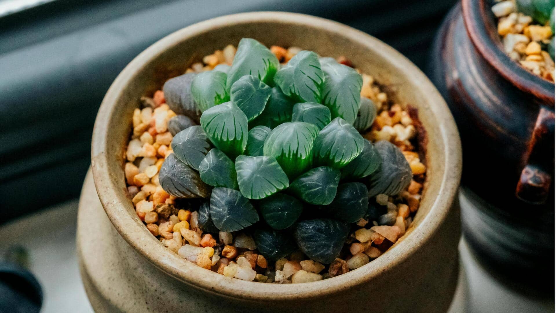 5 Varietas Sukulen Langka untuk Ruang Dalam