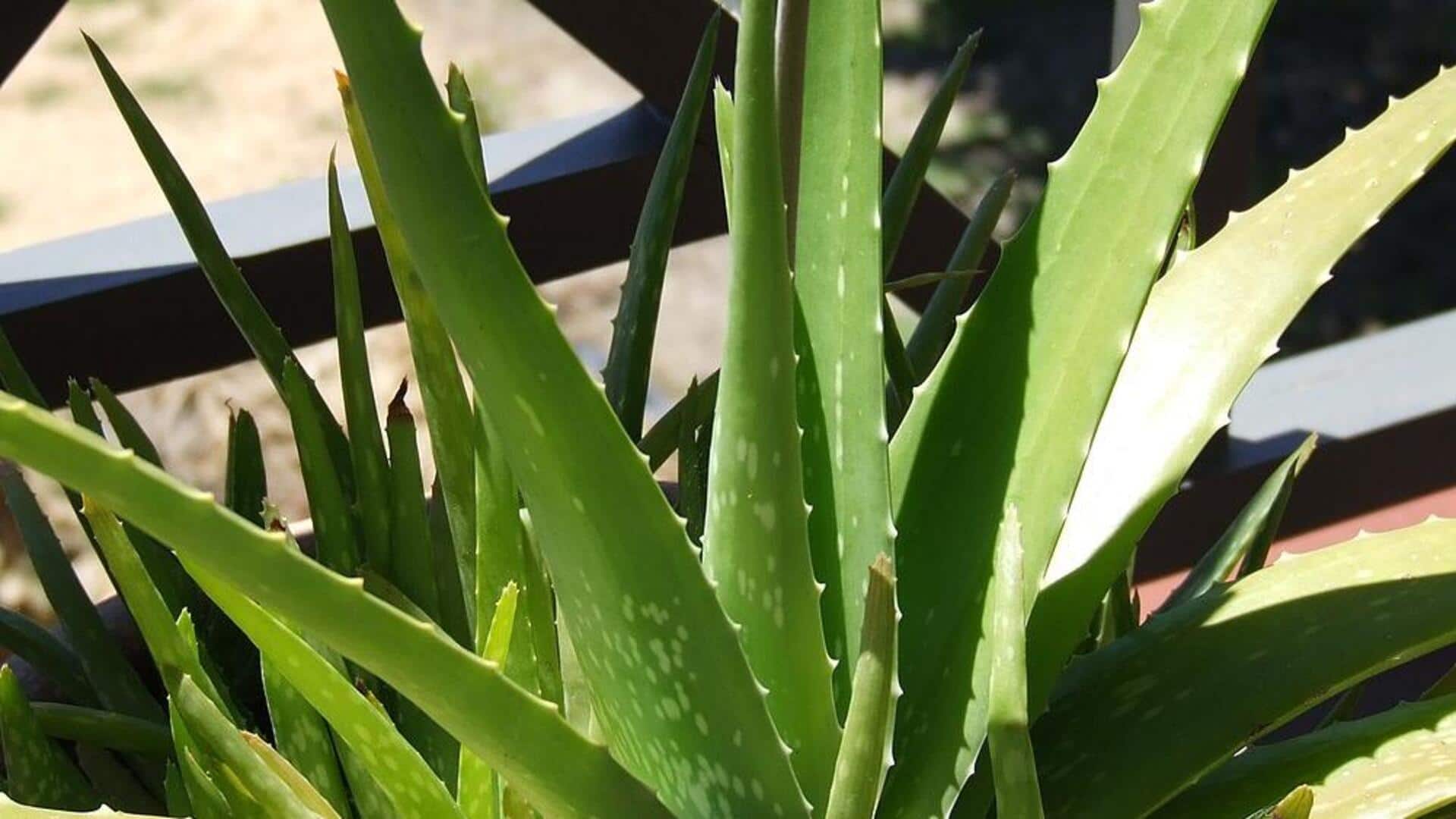Mengapa Lidah Buaya Tumbuh Subur di Gurun: Rahasia Bertahan Hidup