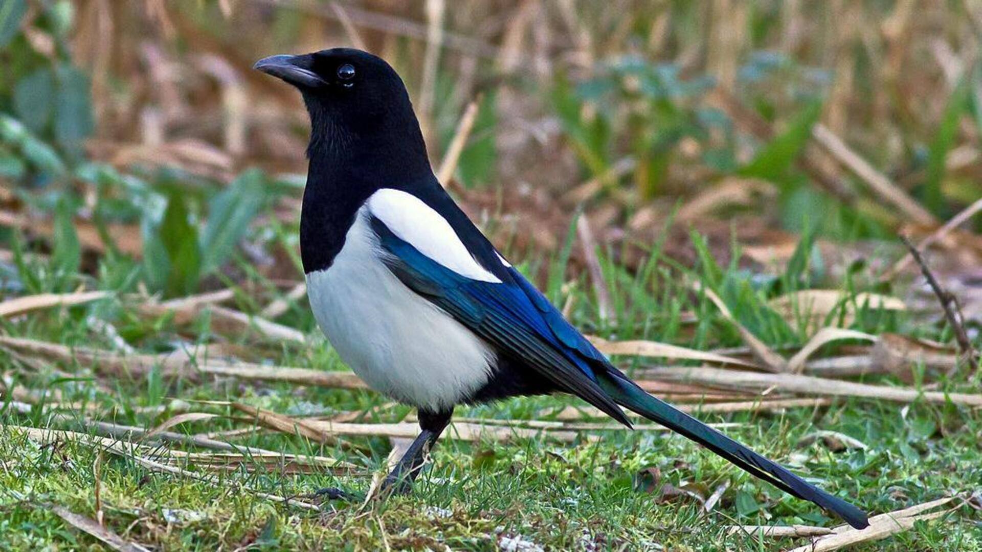 Adaptasi Unik Burung Murai di Lingkungan yang Beragam 