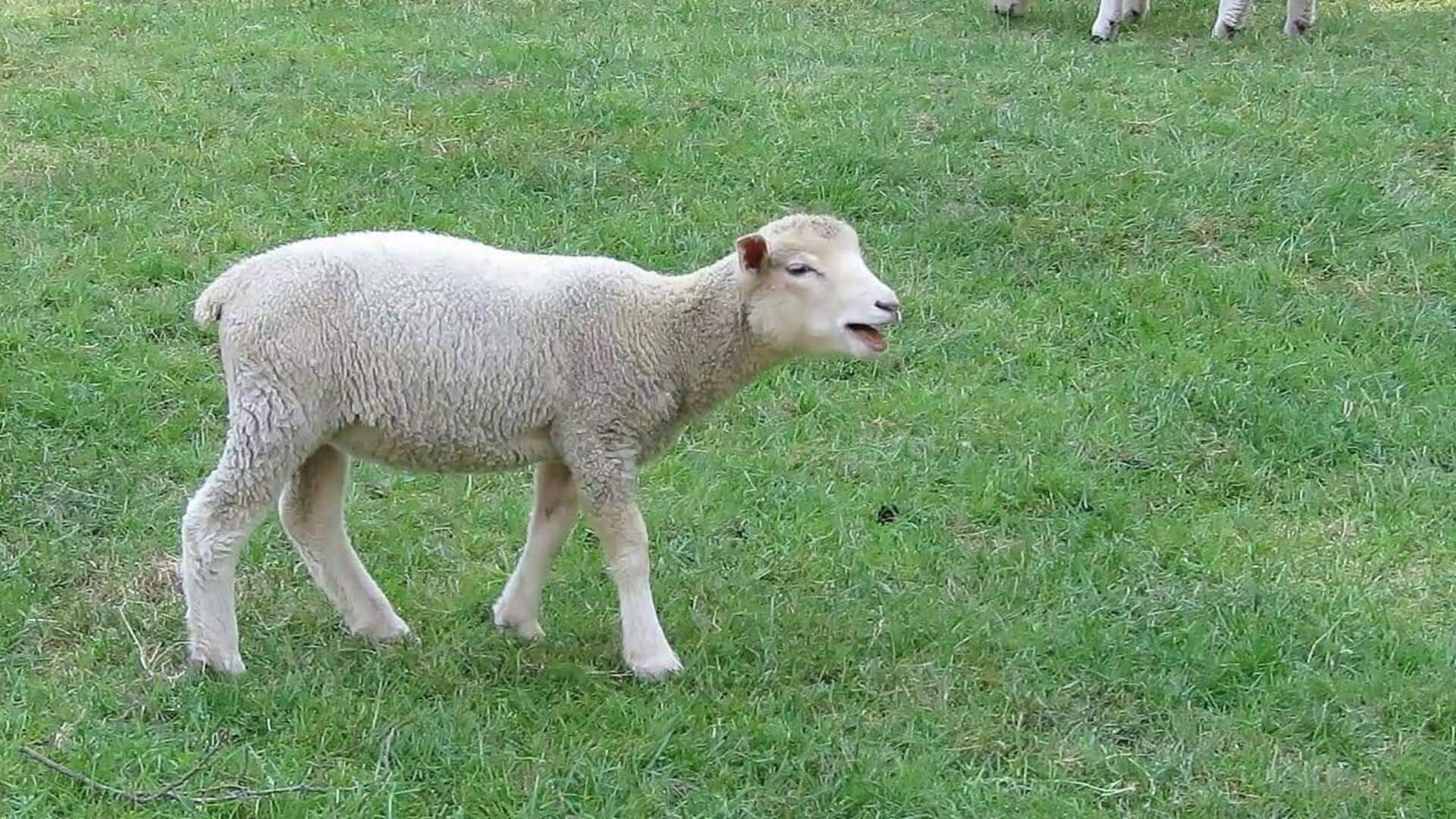 Sinyal Domba: Menjelajahi Komunikasi dan Interaksinya yang Unik