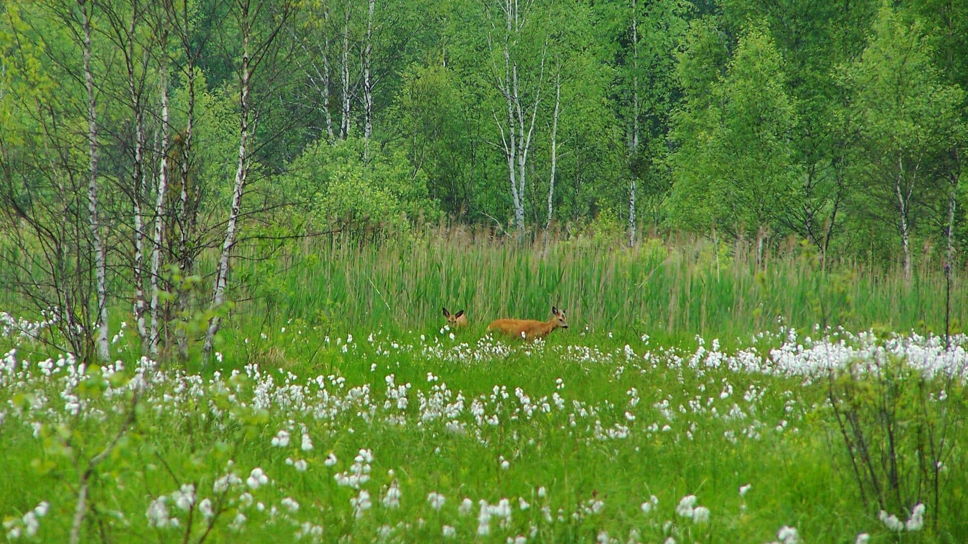 Menikmati keindahan danau biru dan lanskap panoramik di Taman Nasional Shatsky, Ukraina