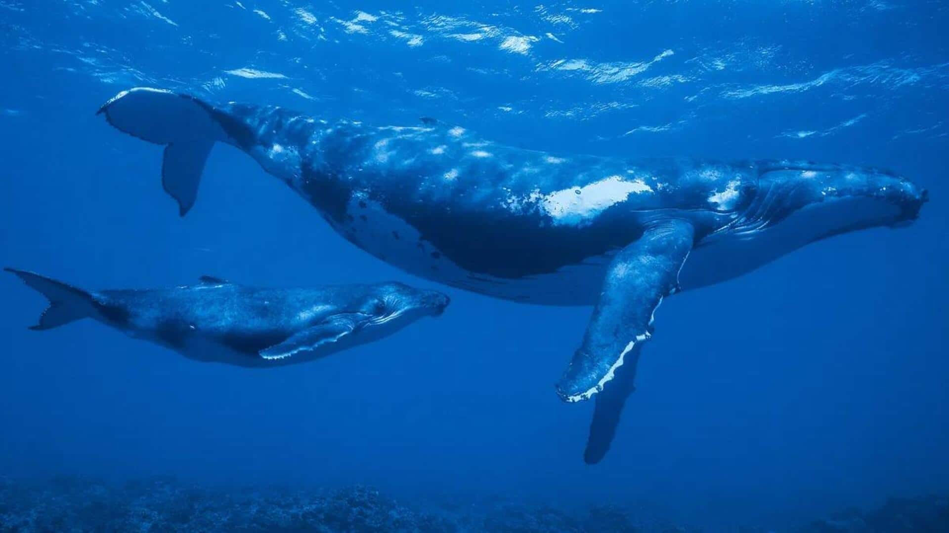 Mengungkap Cara Unik Paus Biru dalam Menjaga Anaknya Mengungkap Cara Unik Paus Biru dalam Menjaga Anaknya