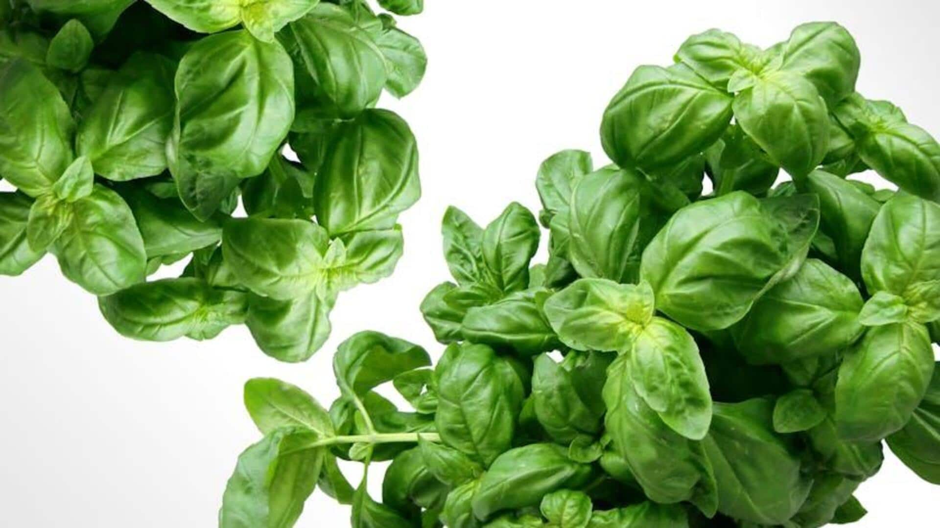 Menanam Basil Hidroponik di Dalam Ruangan: Panduan Sederhana Menanam Basil Hidroponik di Dalam Ruangan: Panduan Sederhana