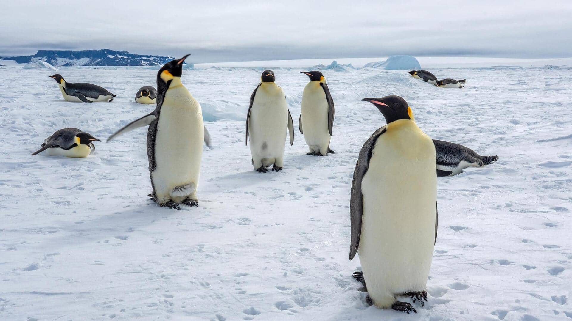 Bagaimana Penguin Mengatur Waktu Tidur di Hari yang Panjang Antartika