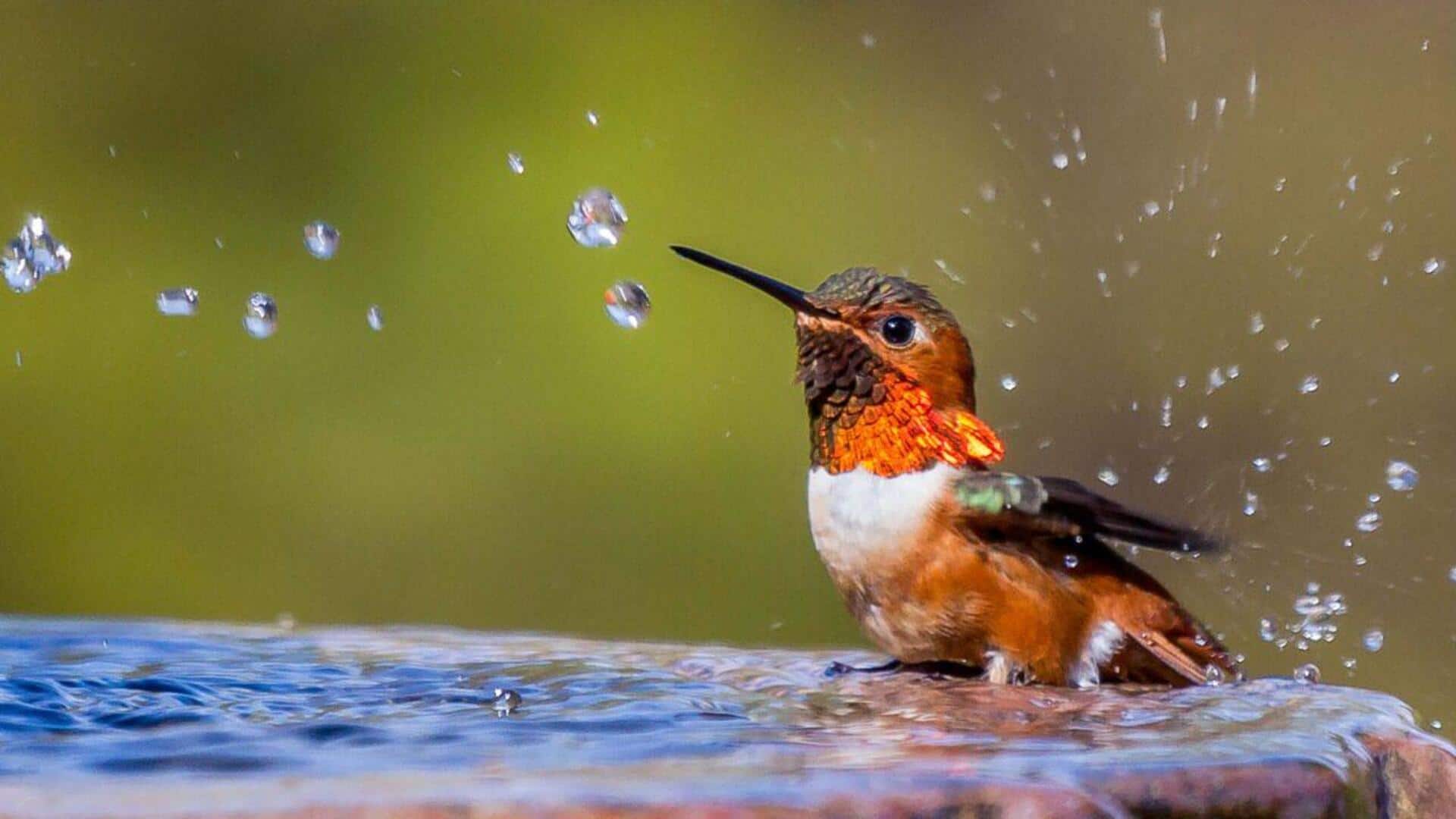 Tips Fotografi Birdbath untuk Menangkap Momen Taman yang Menawan