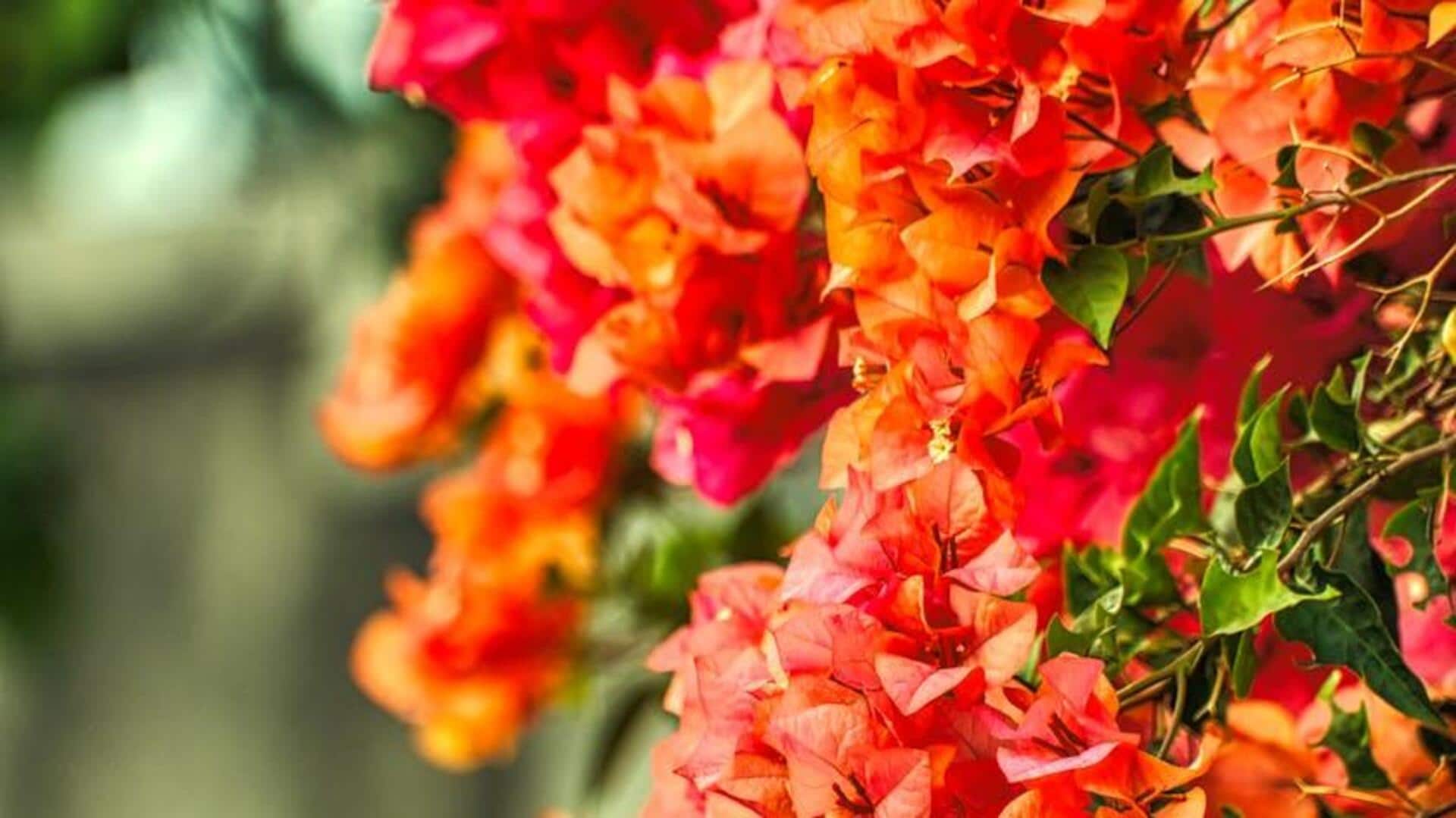 Lima Fakta Menarik tentang Warna dan Pertumbuhan Bunga Kertas