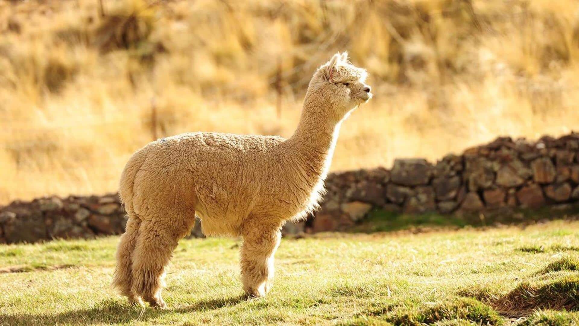 Lima Kebiasaan Unik Alpaka dalam Menghadapi Lingkungan yang Ekstrem