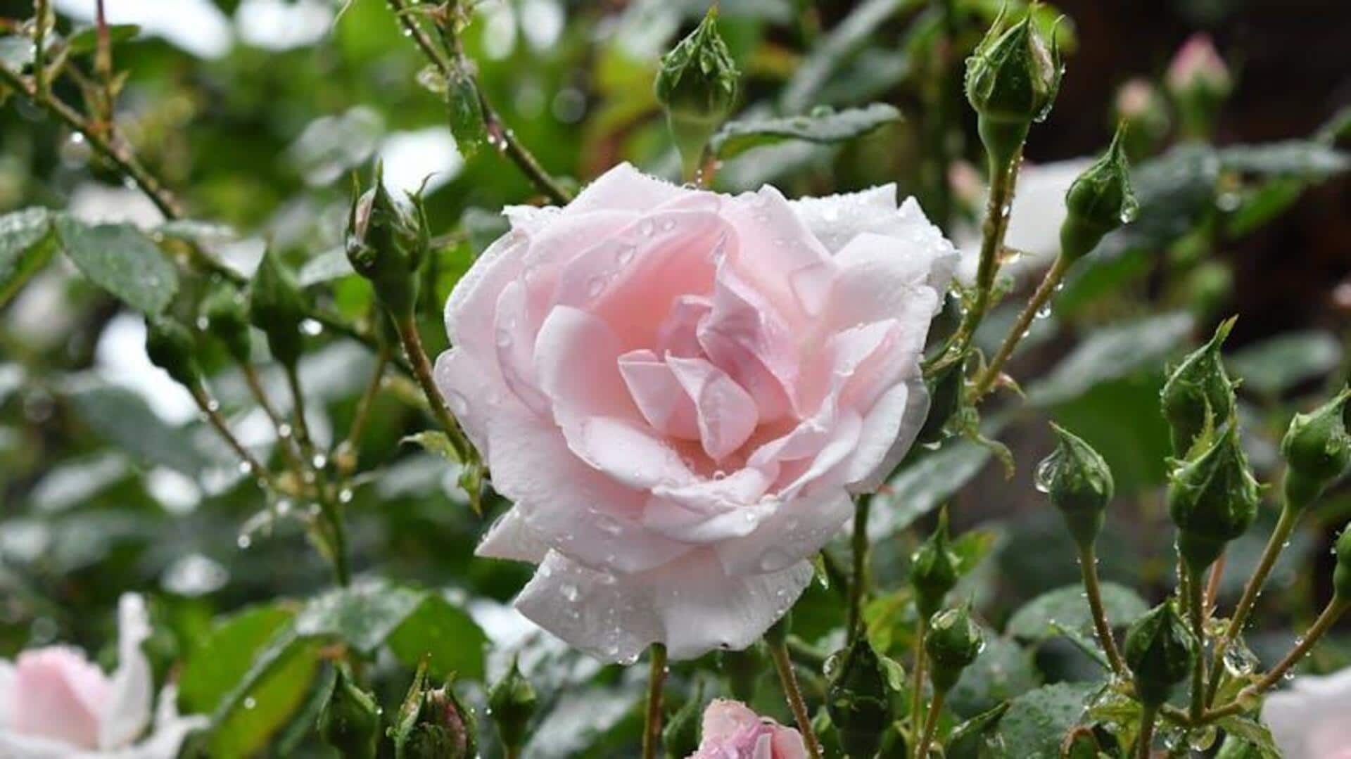 Cara Unik Menggunakan Kelopak Mawar di Rumah