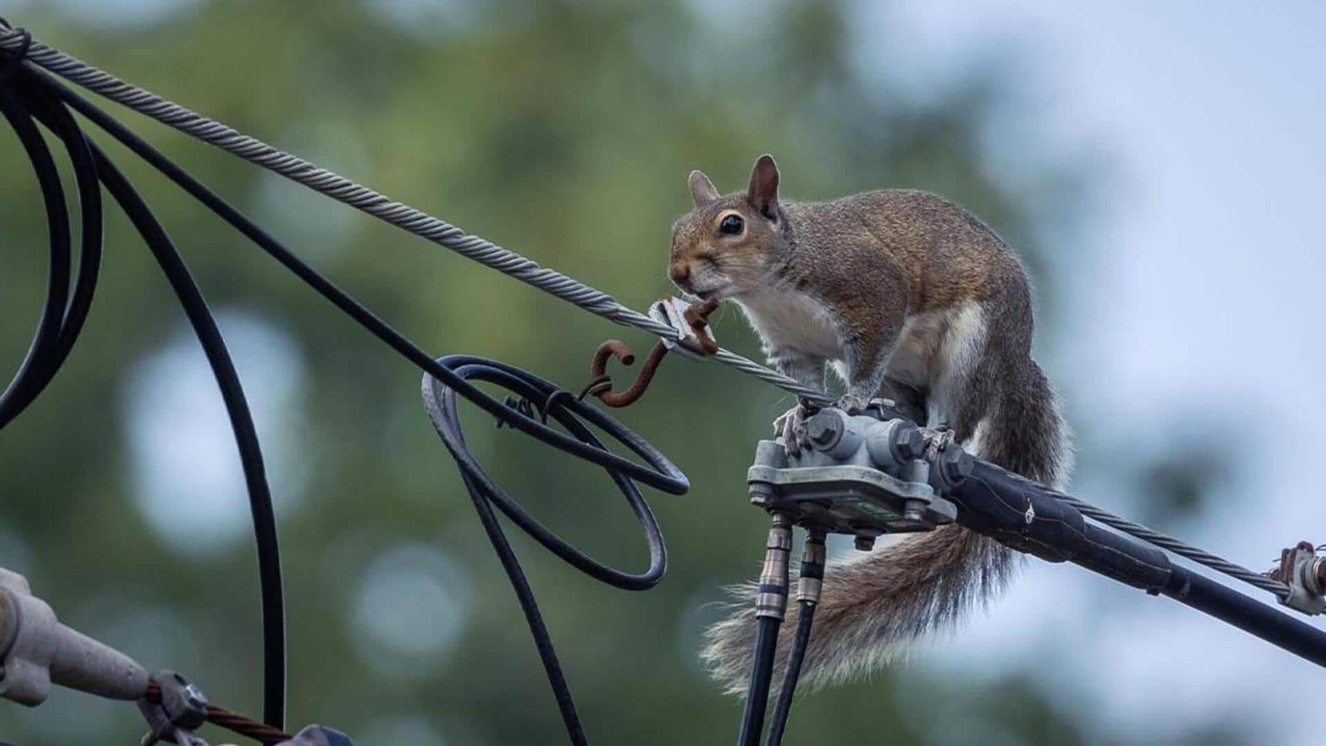 Mengungkap Teknik Pelarian Tupai yang Mengejutkan di Wilayah Perkotaan