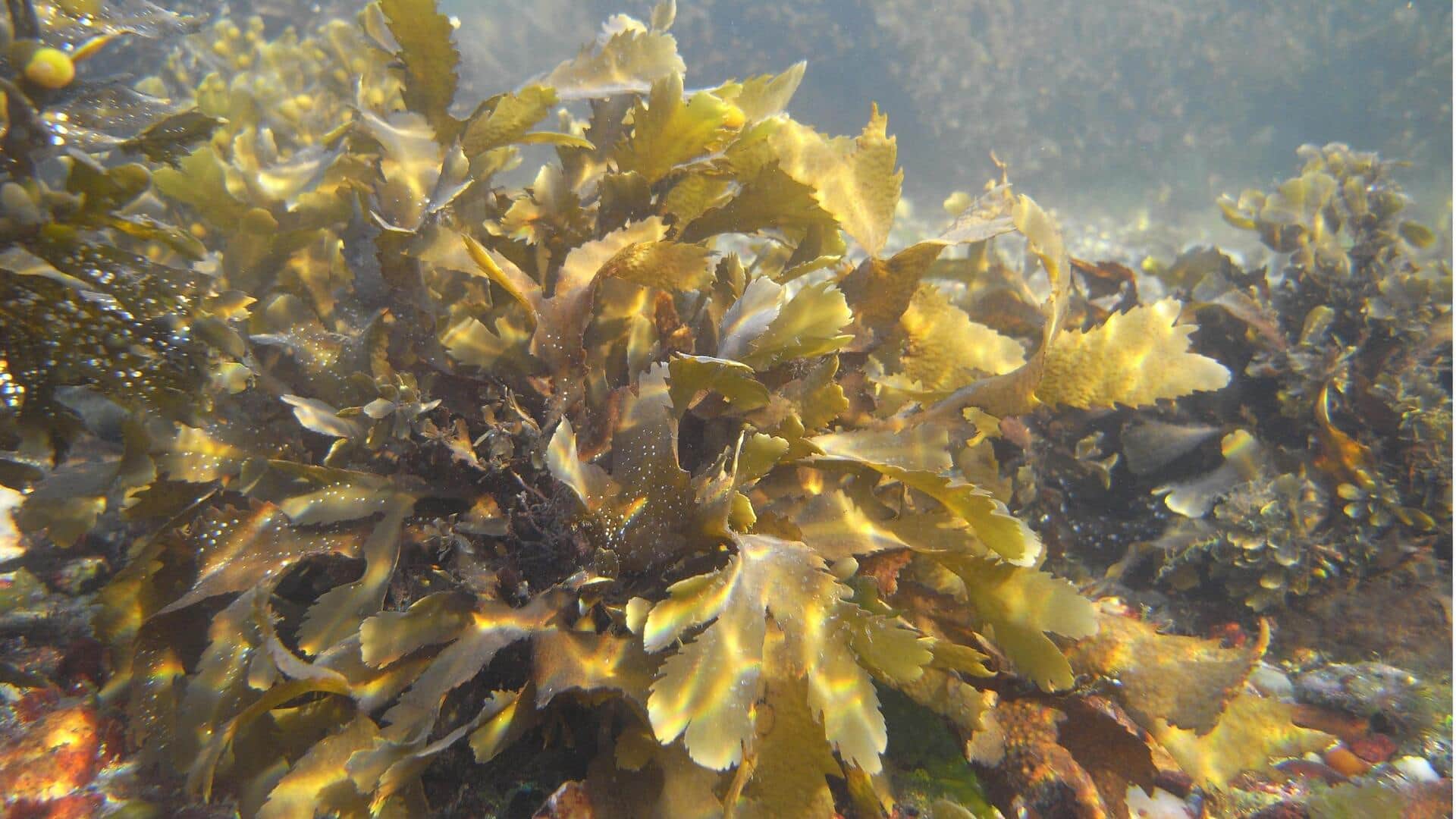 Manfaat Ekologis dari Teknologi Rumput Laut Daur Ulang