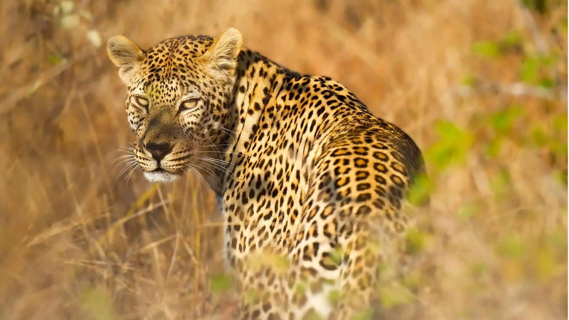 Fakta Menarik tentang Habitat Macan Tutul