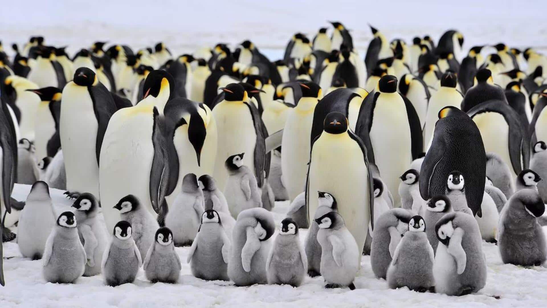 Cara Penguin Membangun Sarang di Lingkungan Bersalju