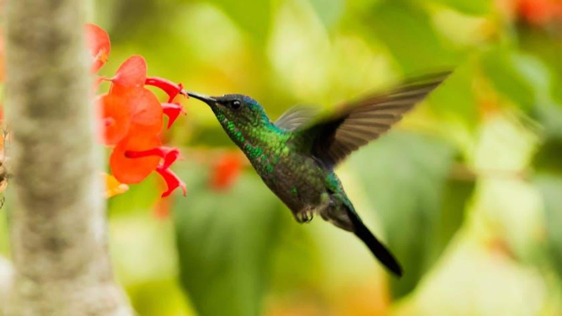 Menikmati Keajaiban Cagar Burung Kolibri di Mindo, Ekuador