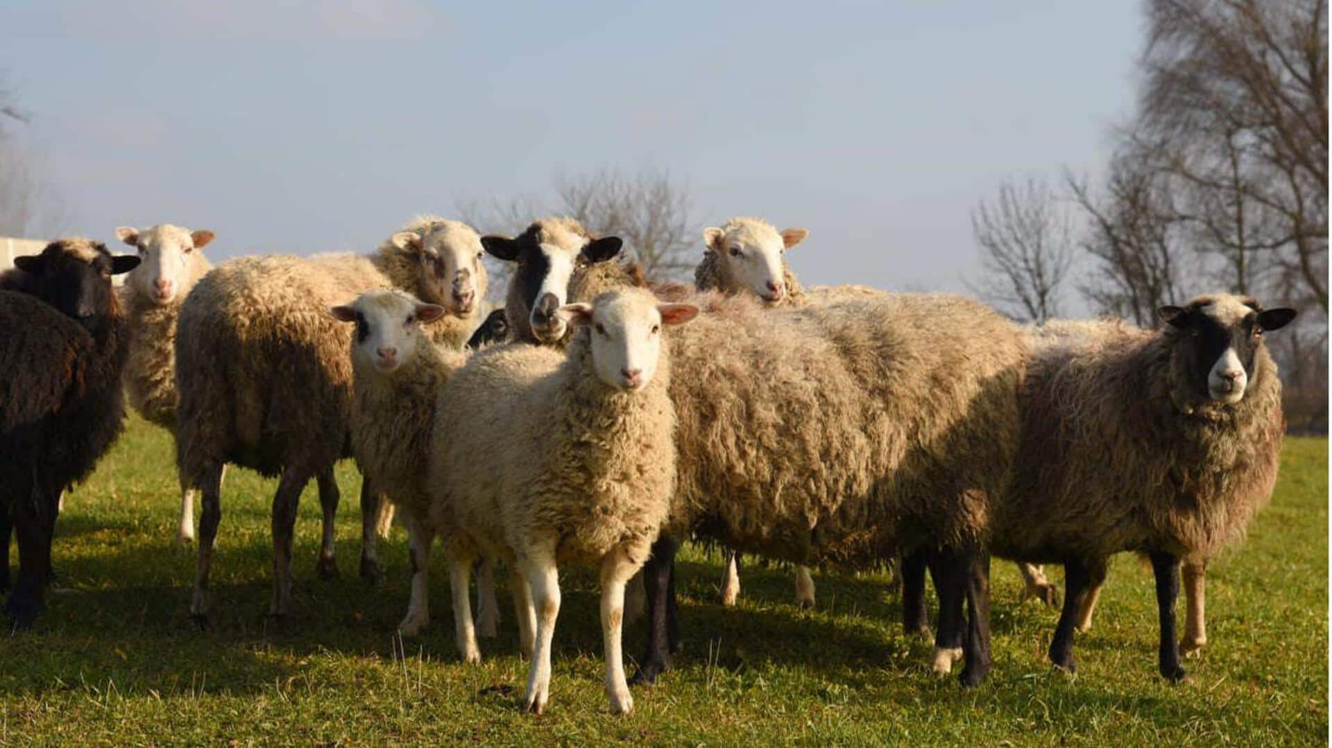 Mengungkap Kebiasaan Sosial Domba yang Menarik