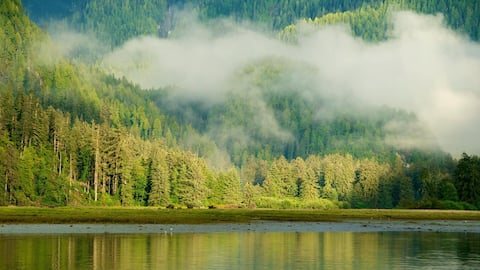 Keajaiban Alam di Hutan Hujan Great Bear Kanada