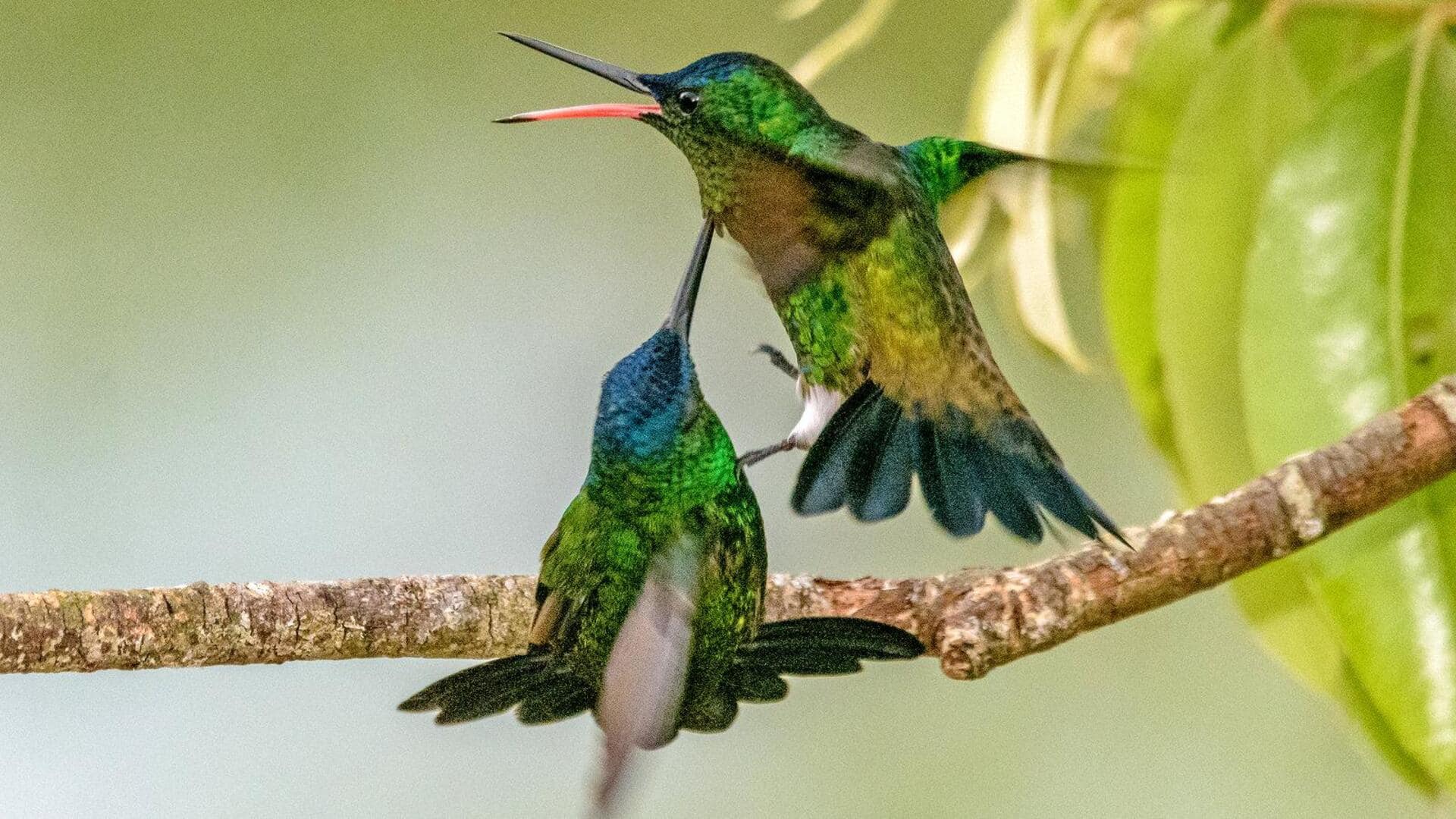 Warna Burung Kolibri: Cerminan Komunikasi Tanpa Suara Warna Burung Kolibri: Cerminan Komunikasi Tanpa Suara