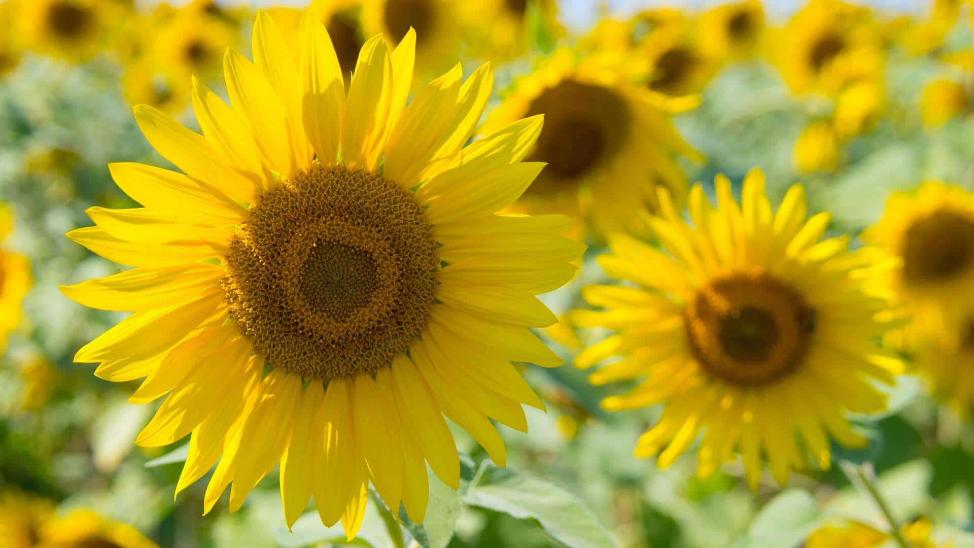 Ladang Bunga Matahari di Hongaria yang Wajib Dikunjungi