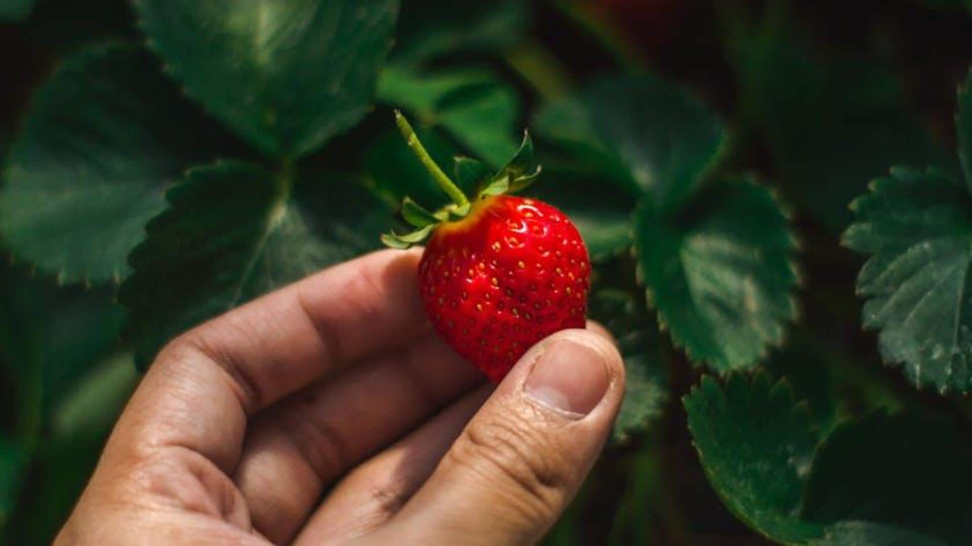 Petualangan Kebun Buah Terbaik di Pedesaan Selandia Baru