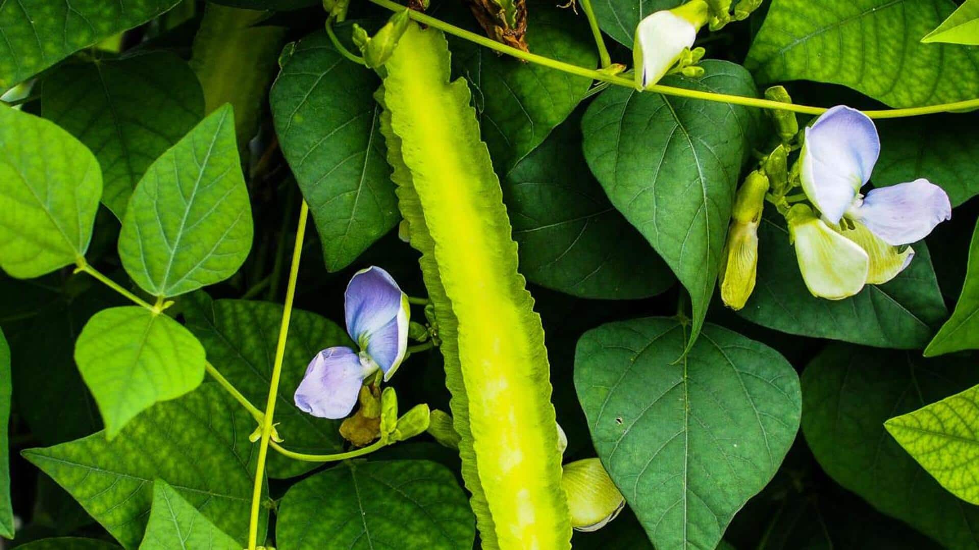 5 Cara Unik Mengolah Daun Kecipir dalam Hidangan Sehari-hari