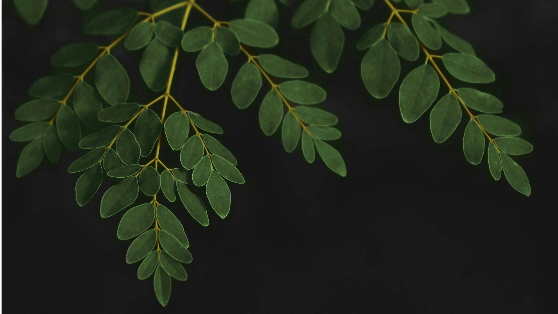 Lima Mulsa Daun Tak Biasa untuk Memperkaya Tanah Kebun Tropis