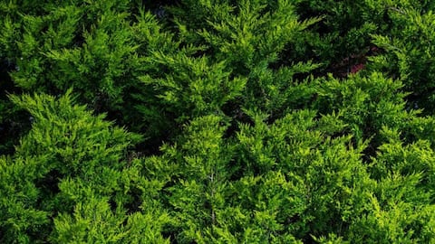 Tanaman Evergreen untuk Halaman Kota Kecil
