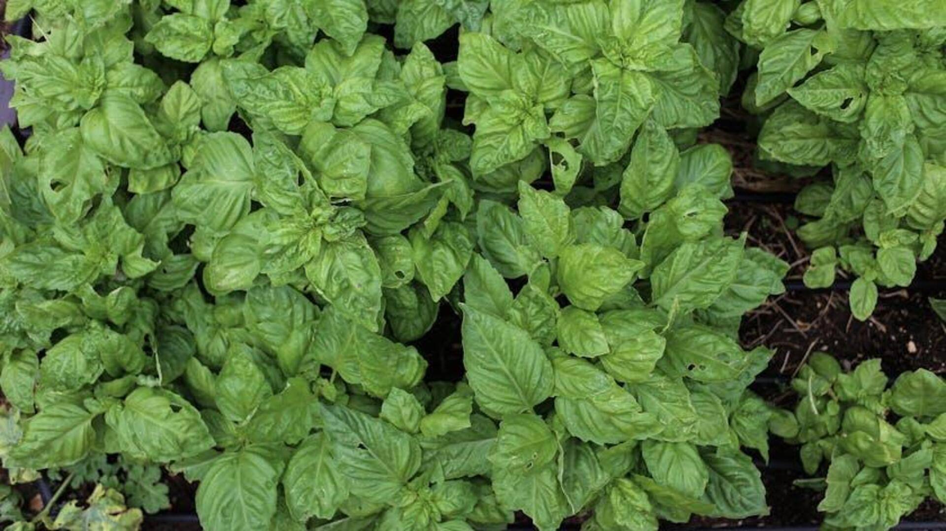 Manfaat Mengejutkan Daun Kemangi untuk Rumah Tangga