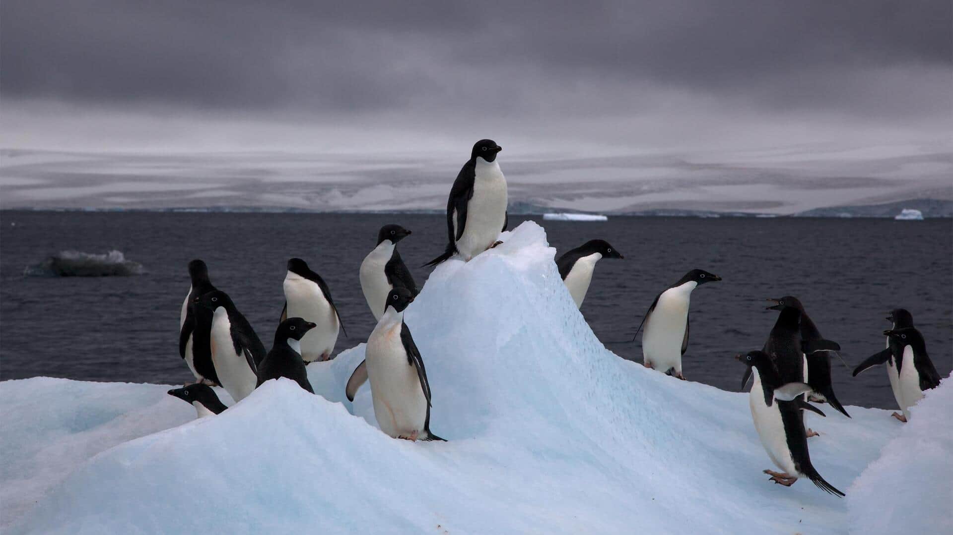 Perilaku Menarik Penguin di Habitat yang Beragam