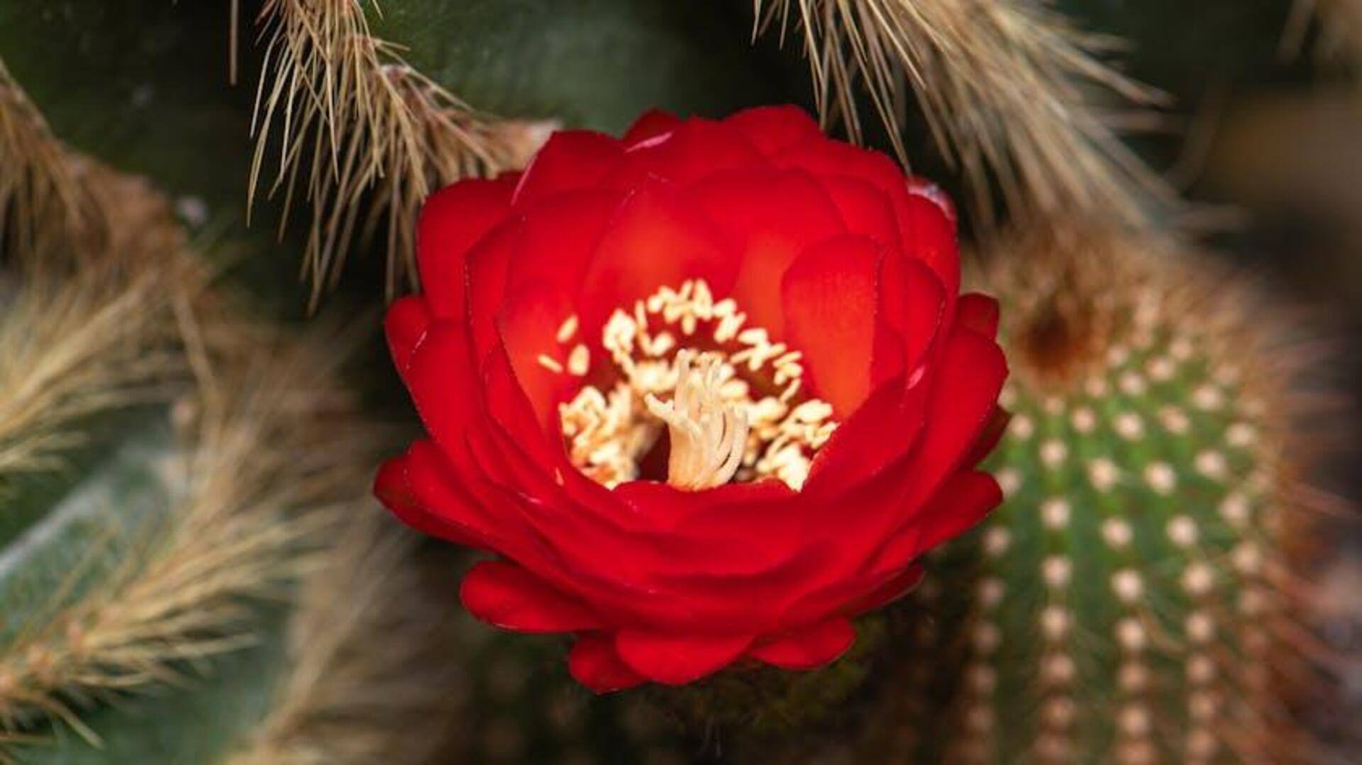 Lima Kaktus Berbunga Cerah untuk Ruang Dalam