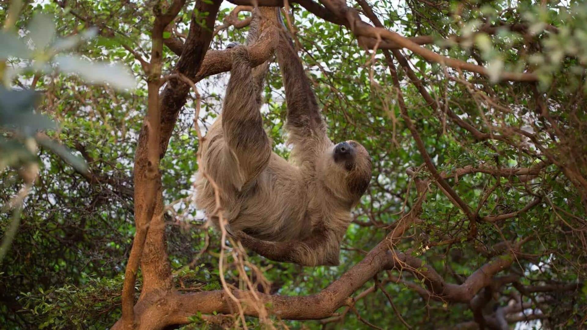 Metode Komunikasi Tersembunyi dari Kungkang di Habitat Alaminya