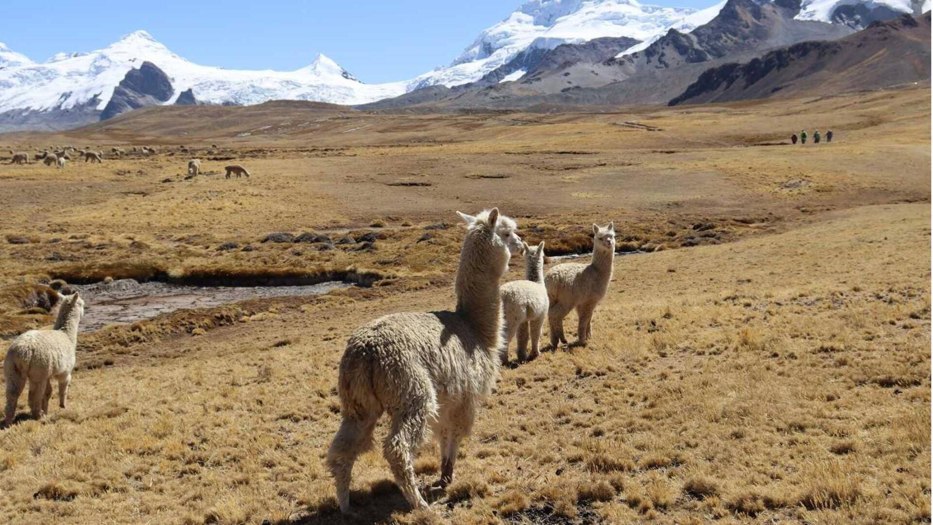 Peran Alpaka dalam Menjaga Keseimbangan Ekosistem di Pegunungan Andes