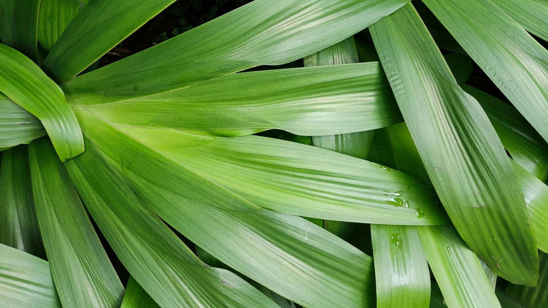 Resep Hidangan Penutup Vegan Pandan yang Kaya Magnesium