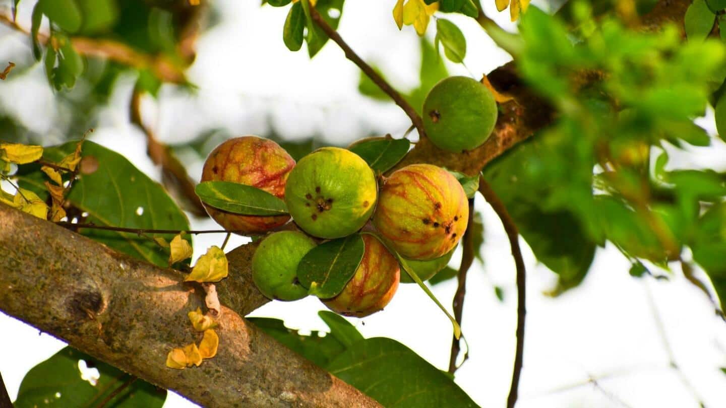 Pohon gular: Mengungkap beberapa manfaat kesehatan