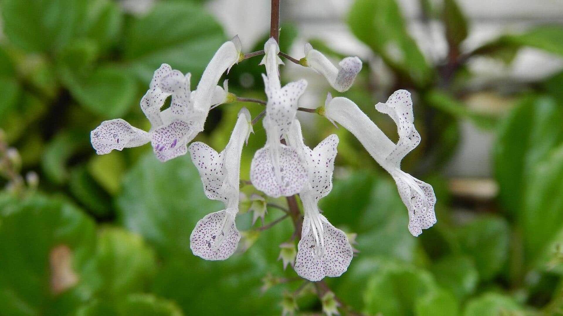 Cara Menanam Plectranthus di Kebun Rumah