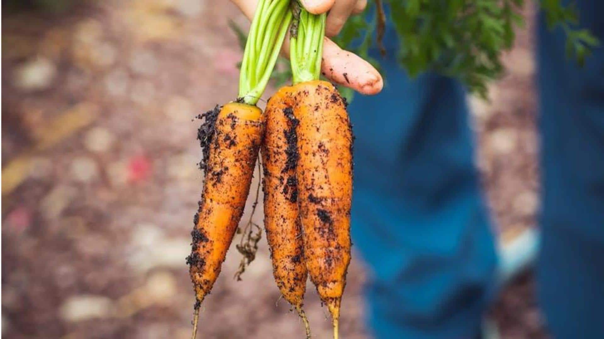 Sayuran yang dapat ditanam di kebun Anda musim dingin ini