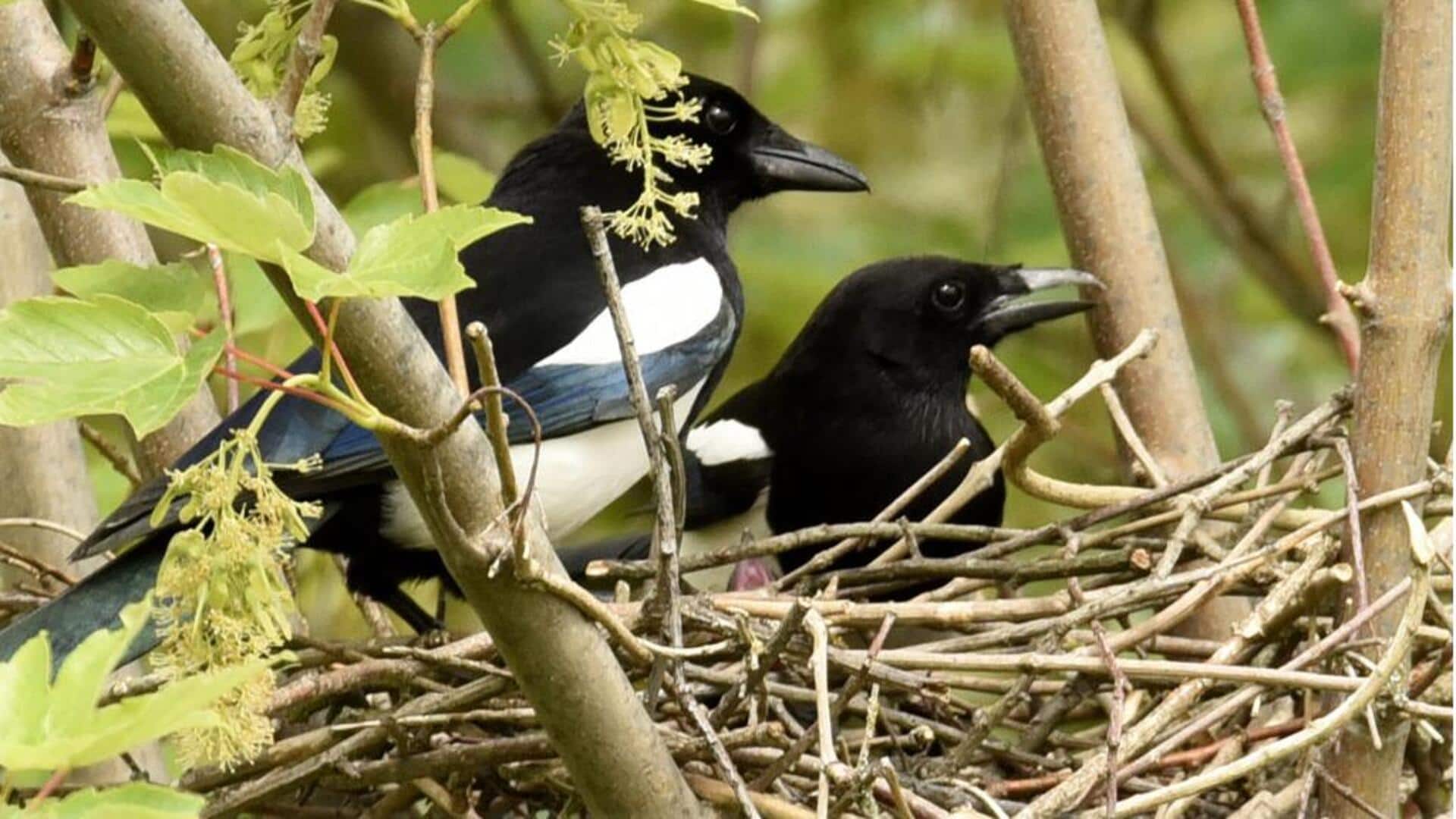 Menjelajahi Sarang Burung Magpie: Arsitektur dan Inovasi