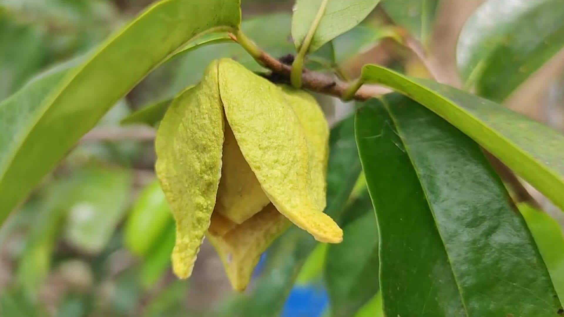 Lima Cara Unik untuk Meningkatkan Camilan Vegetarian dengan Bunga Sirsak