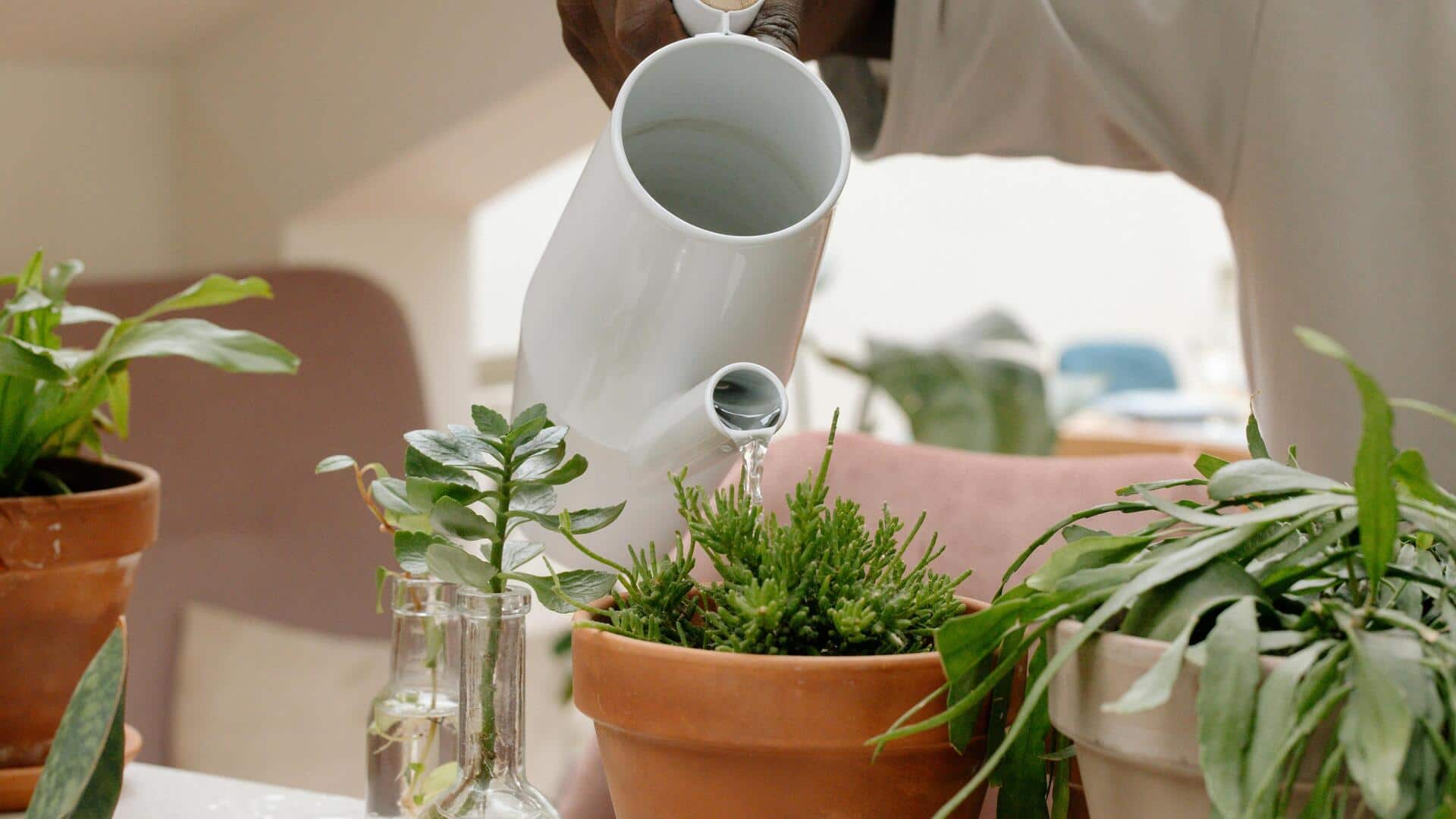 Cara merawat daun tanaman indoor tetap segar