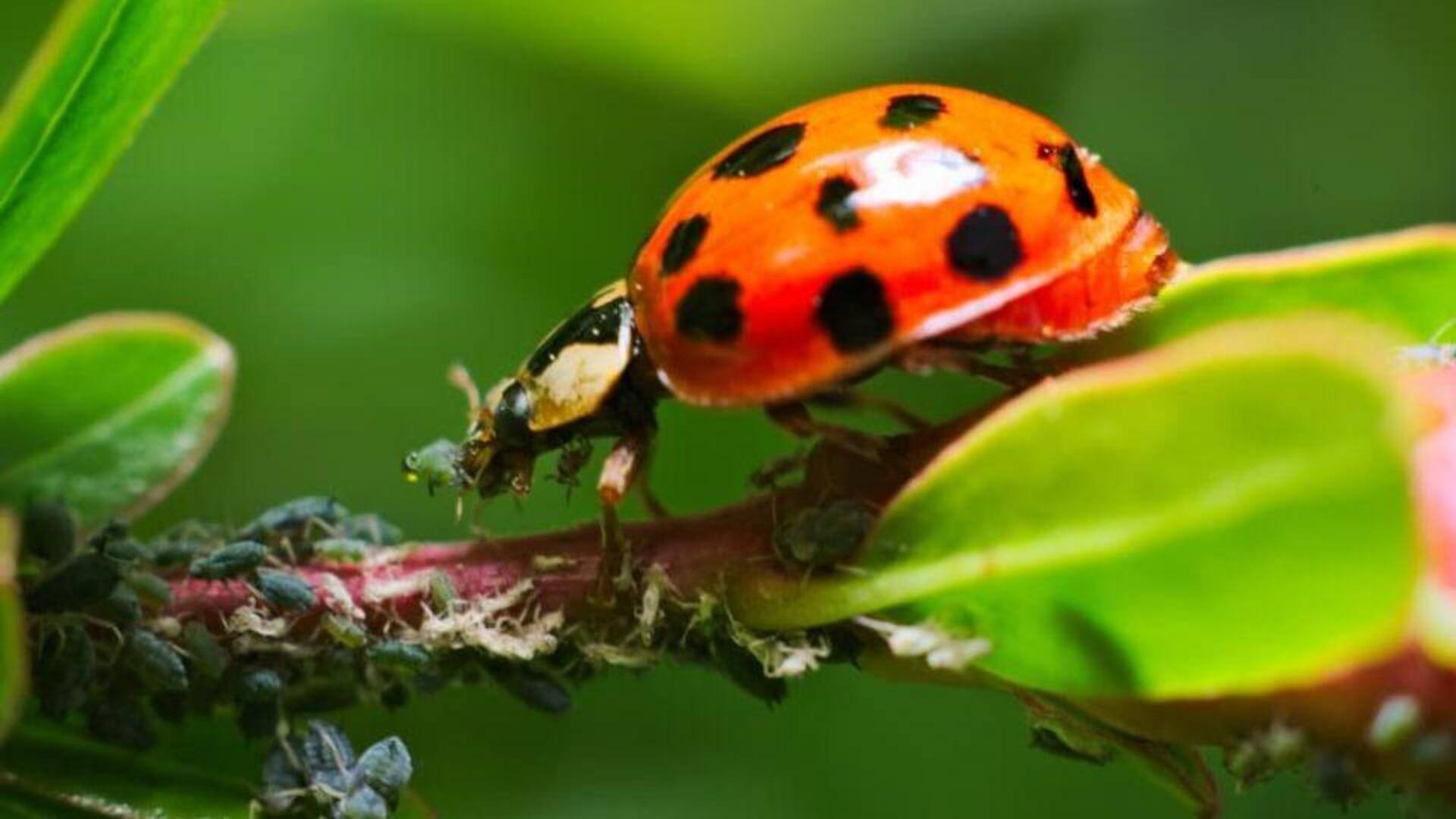Perilaku Mengejutkan Kepik yang Bisa Diabadikan oleh Para Penggemar Fotografi