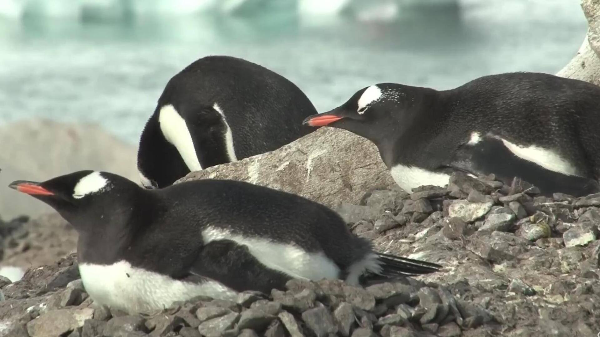 Penguin: Arsitek Sarang yang Unik di Habitat Beku