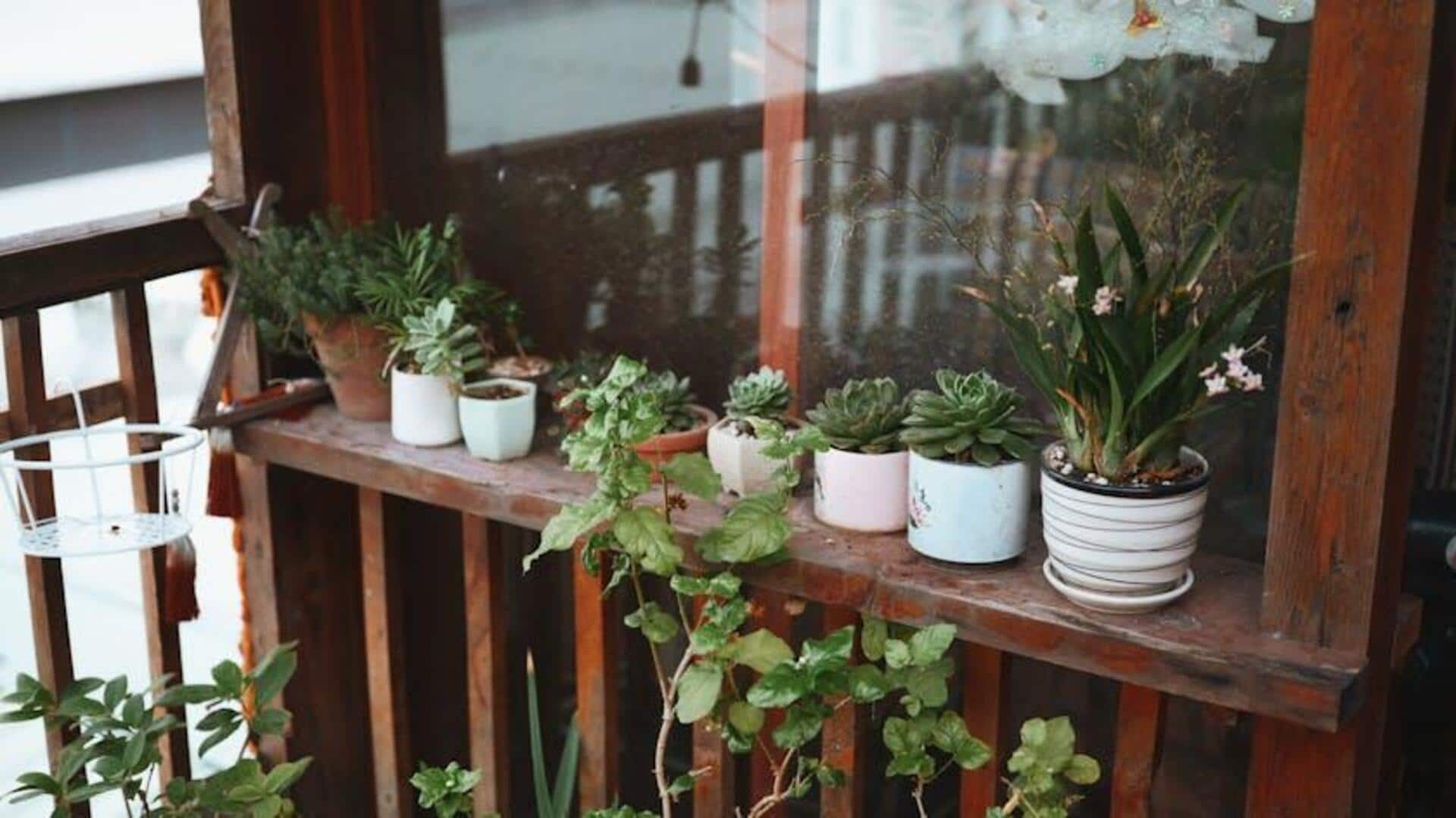 Tips Berkebun Tanaman Asli di Balkon Anda
