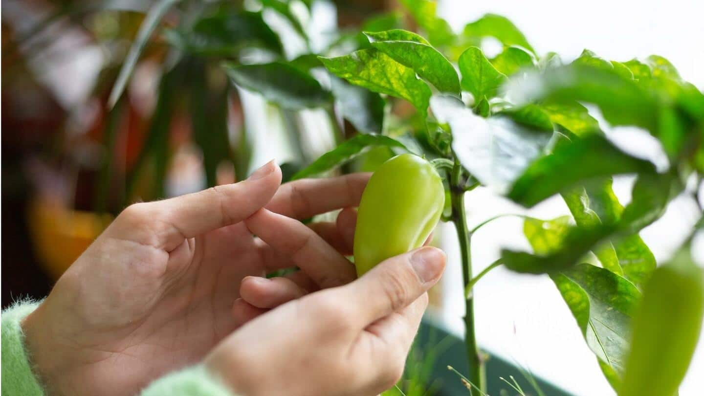 Mulailah menanam bahan makanan Anda sendiri, Anda tidak akan menyesalinya