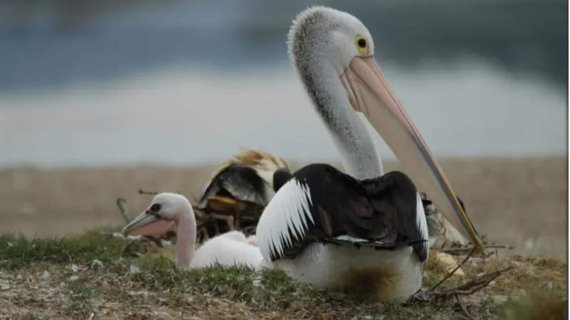 Taktik Luar Biasa Pelikan dalam Merawat Anaknya