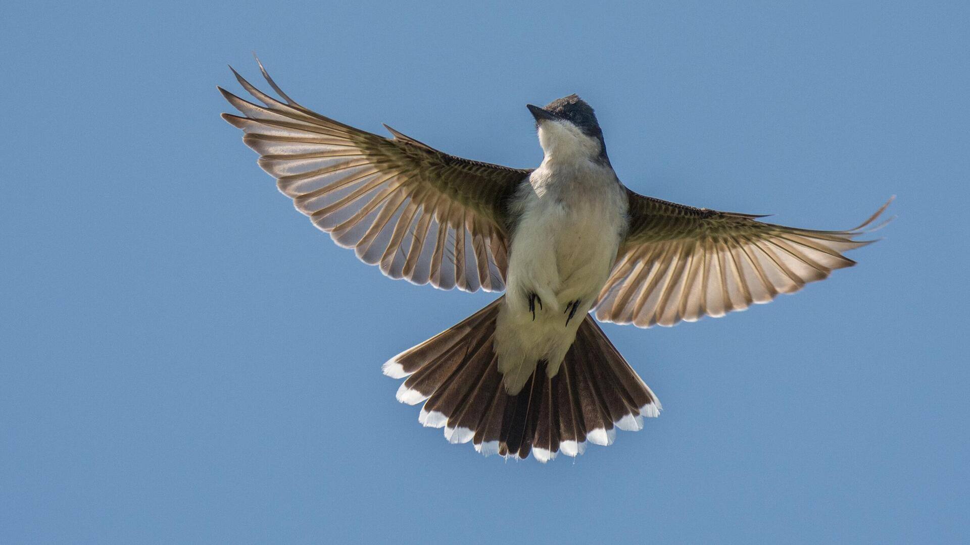 Mengintip 5 Perilaku Menarik dari Kingbird di Habitat Aslinya Mengintip 5 Perilaku Menarik dari Kingbird di Habitat Aslinya