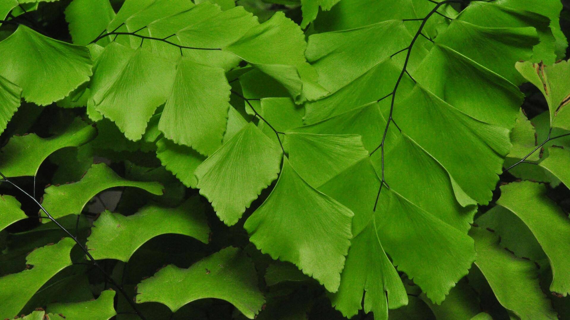 Tanaman Paku yang Tahan di Ruang Sulit